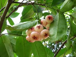 Image result for Syzygium jambos