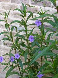 Mexican Petunia Ruellia Brittoniana 4 Live Plants Plants Live Plants Medicinal Plants