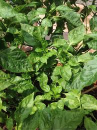 ピーマンの葉が縮れたようになり小さな葉が多くなる 野菜作り失敗の傾向と対策
