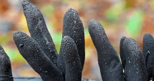 Image result for Xylaria polymorpha