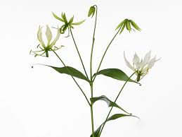 Image result for Gloriosa