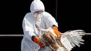 Así lo informó la comisión nacional de salud de china. Como Infecta El Virus De La Gripe Aviar H5n1 A Los Humanos