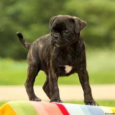 We have beautiful pug puppies. Bugg Puppies For Sale Greenfield Puppies