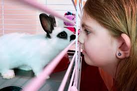 Pet shop located near me. Pet Domestic Rabbits The Resident Community News Group Inc The Resident Community News Group Inc