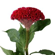 Celosia Fresh Dark Red Flowers Fiftyflowers Com Flower Seeds Celosia Flower Flowers
