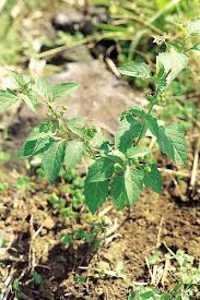 Image result for Solanum supinum