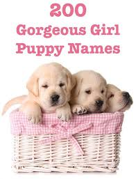 They don't sound like any commands you are likely to teach your dog, or words you normally use in conversation. 200 Girl Puppy Names Puppy Names Funny Dog Names Female Dog Names