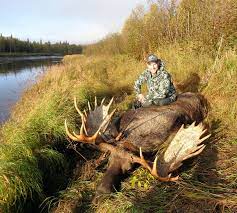 When is moose season in alaska. Self Guided Moose Hunts Alaska Diy Moose Hunts Anchorage Alaska