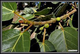 Image result for Ficus trichopoda