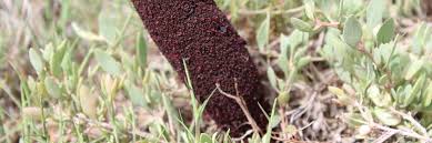 Image result for Phragmanthera eminii