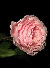 We did not find results for: Bunga Mawar Yang Cantik Gif Download Dan Bagi Di Phoneky