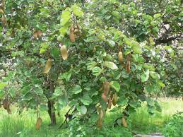 What is the scientific name of a pine tree? Bauhinia Bauhinia Thonningii Feedipedia