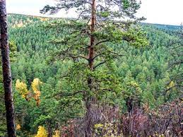 Are My Big Pine Trees Worth Money? | Ehow