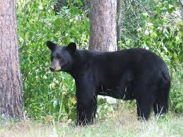 May 30, 2021 · for some pastors, the past year was too much to bear by bob smietana religion news service (ap) may 30, 2021 may 30. Coexisting In Harmony With Wildlife Bears The Newtown Bee