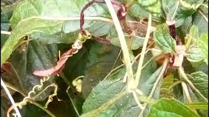 Image result for Momordica foetida