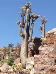 Image result for Chasmopodium