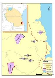 Image result for Commiphora fulvotomentosa