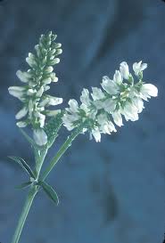 Image result for Melilotus albus