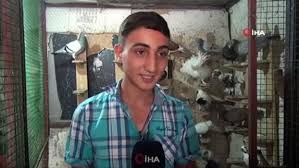 Van Kedisine Sanliurfa Dan Guvercin Rakip