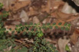 Image result for Phyllanthus loandensis