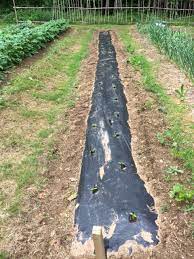 Will zucchini grow in black plastic mulch. Growing Tomatoes And Peppers In The Garden Using Black Plastic Mulch Finegardening