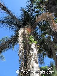 Image result for Syagrus romanzoffiana