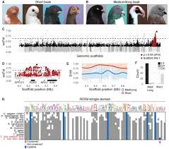 The breed was created in budapest, hungary. A Ror2 Coding Variant Is Associated With Craniofacial Variation In Domestic Pigeons Biorxiv