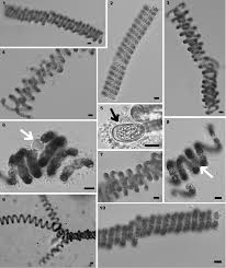 Image result for Dolichos sericeus