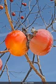 Image result for Diospyros squarrosa