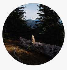 We present some words of advice if you're thinking . Aesthetic Background Pug Tree Circle Aesthetic Transparent Forest Hd Png Download Transparent Png Image Pngitem