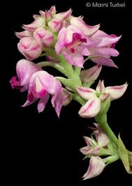 Image result for Polystachya leonardiana