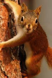 Squirrel Red Squirrel Cute Squirrel Squirrel