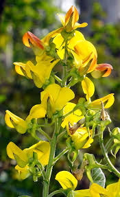 Image result for Crotalaria semperflorens