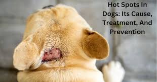 Image result for hotspot dogs