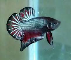 Ikan cupang sendiri mempunyai habitat di sekitaran asia tenggara, seperti indonesia, malaysia, thailand. 25 Jenis Ikan Cupang Tarung Dan Hias Terlengkap
