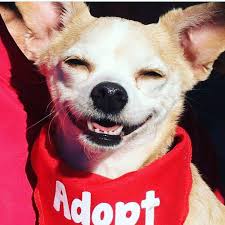 Maybe you would like to learn more about one of these? Montrose Animal Shelter Home Facebook