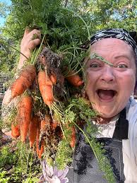 Carrot harvest with homegrown carrots