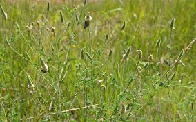 Image result for Dyschoriste albiflora