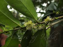 Image result for Suregada