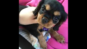 We did not find results for: Picking Up My New Puppy Cavalier King Charles Spaniel Black And Tan Youtube