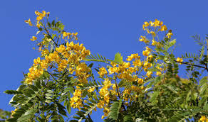 Maybe you would like to learn more about one of these? Uzivatel Treeworld Wholesale Na Twitteru Bulnesia Arborea Verawood Tree Maracaibo Lignum Vitae Plant Type Evergreen Flowering Tree Flower Color Golden Yellow Leaf Color Bright Olive Green Sizes 300 Gal 200 Gal 100 Gal