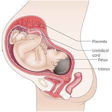 36 Weeks Pregnant Raising Children Network