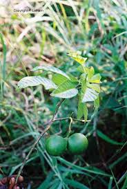 Image result for Voacanga chalotiana