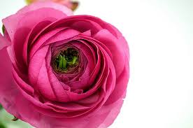 Check spelling or type a new query. Wholesale Flowers Melbourne All Victoria