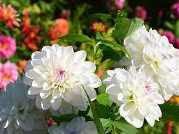 If strong pruning is not necessary you can better prune back a third of the branches to 20 to 30 cm above the ground each year, the other branches then give enough flowers. How To Grow And Care For Dahlias Lovethegarden
