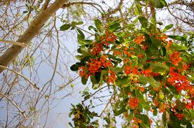 Image result for Cordia sinensis