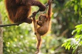The scarcity of food means orangutans spend up to 60% of their day foraging (looking for food) and competition for food leads to this solitary life. Facts About Orangutans Live Science