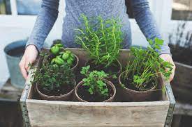 Key characteristics seedlings have a single embryo leaf (cotyledon); 8 Home Grown Plants Herbs For Naturally Glowing Skin