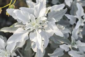 Place pebbles at the bottom of the pot to increase the rate of water drainage. Candicans Senecio Plant Tips On Growing Caring For The Senecio Angel Wings