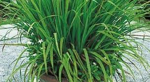 Image result for Cymbopogon citratus